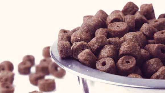 Your Dog Food Questions Answered