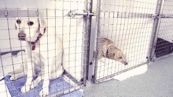 dog kennel prices