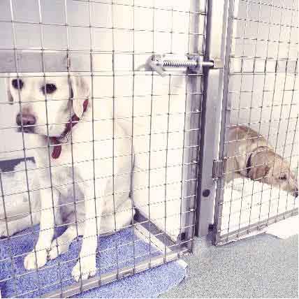 What's the Cost To Kennel A Dog 