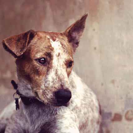 Dog Neurological Disorders and Brain Health | PetCareRx