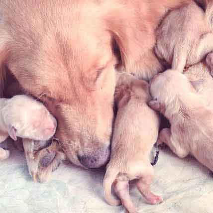 What is the gestation period for Labrador Retrievers?