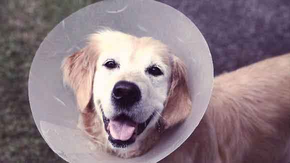 how long does it take for a dog to recover from being neutered