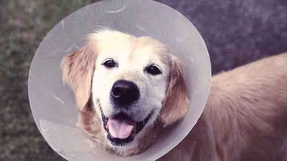 spaying your dog