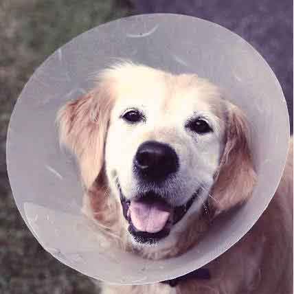 what to expect when your dog is spayed