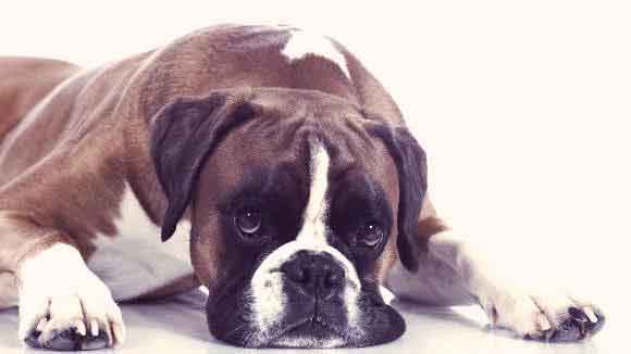 what causes a dog to be sick