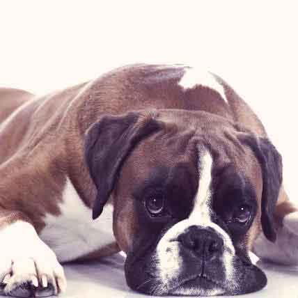 The Reason Your Dog Is Vomiting Mucus And How To Help Petcarerx,Caffeine Withdrawal Symptoms Fever
