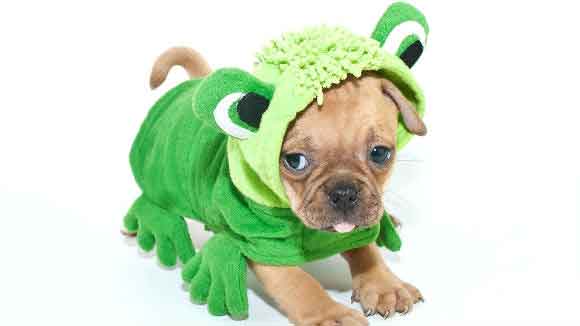 dog in a frog costume