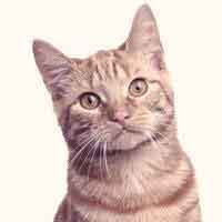 types of domestic cat breeds