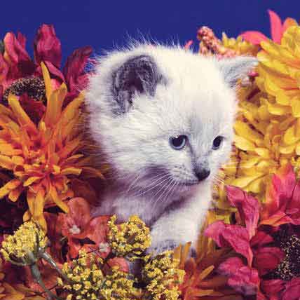Image for Easiest Cats to Care For