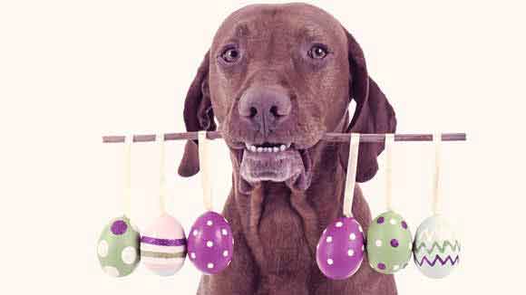 Easter Tips for You and Your Pet