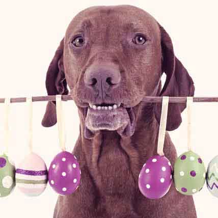 Cyclosporine 2 For Dogs