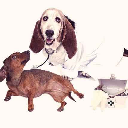 Be Prepared for Emergency Pet Care: Steps to Take Now