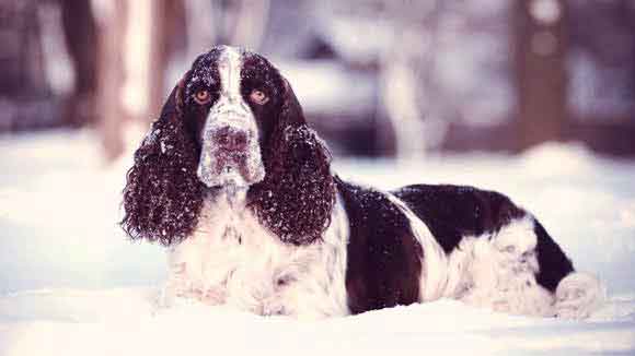 overweight springer spaniel