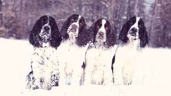 English Springer Spaniel Health Issues PetCareRx