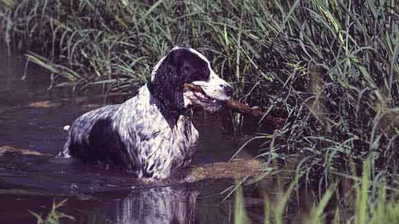 english springer spaniel agility