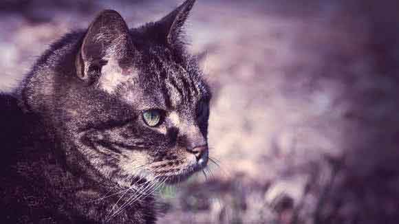 Everything You Need to Know About Senior Cat Care
