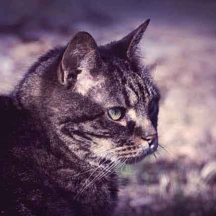 Everything You Need to Know About Senior Cat Care