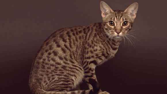 exptic cat breeds