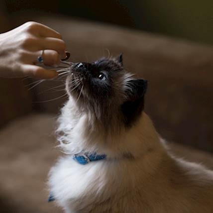 Organic Food For Pets 