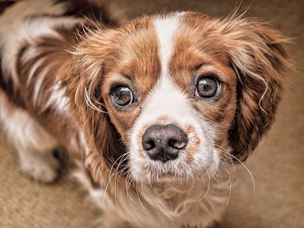 Esophageal Tumors in Dogs: A Closer Look