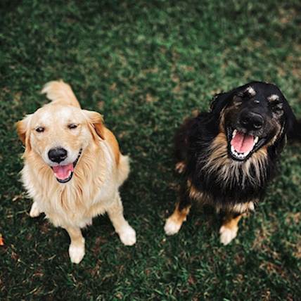 Arrhythmic Cardiomyopathy in Dogs: A Quick Guide