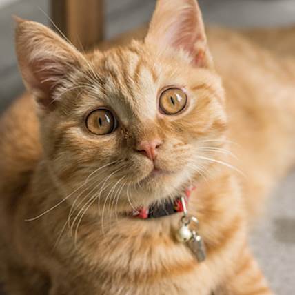 Squamous Cell Carcinoma in Cats