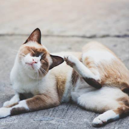 Warble in Cats