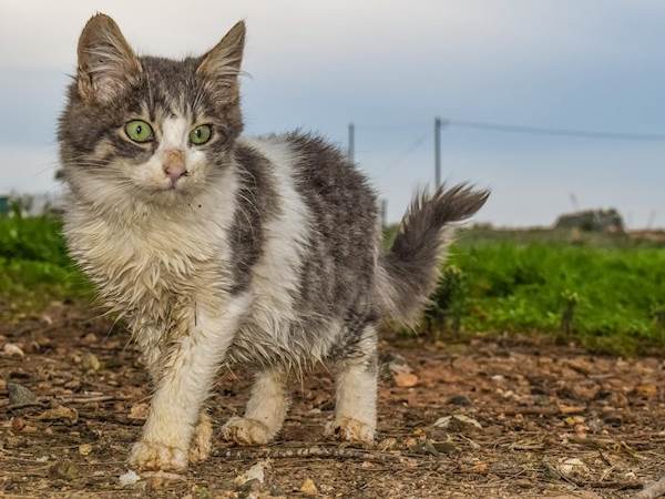 9 Things to Check Before Adopting a Stray Dog or Cat