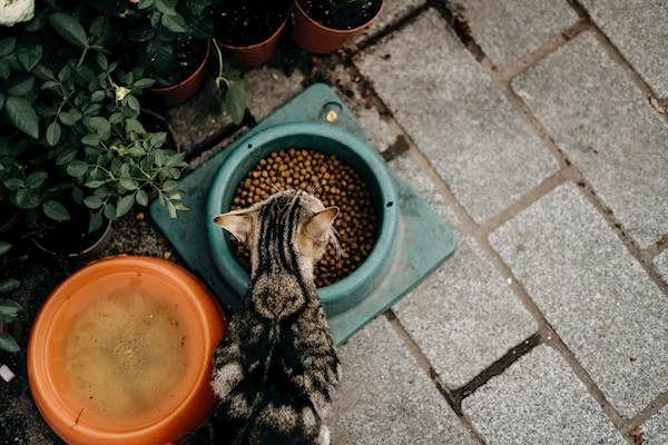 Navigating Adult Cat Diets: Vet-Reviewed Facts and Frequently Asked Questions