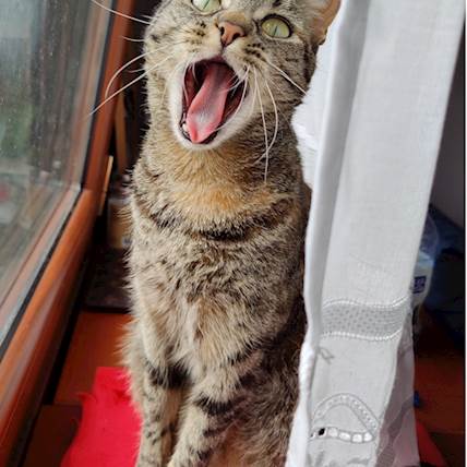 Image for Proper Oral Hygiene in Cats