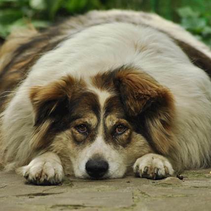 What You Need to Know About Giving Your Dog Table Scraps
