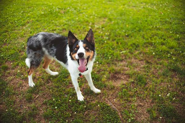 Can Canine Heart Disease Be Acquired?