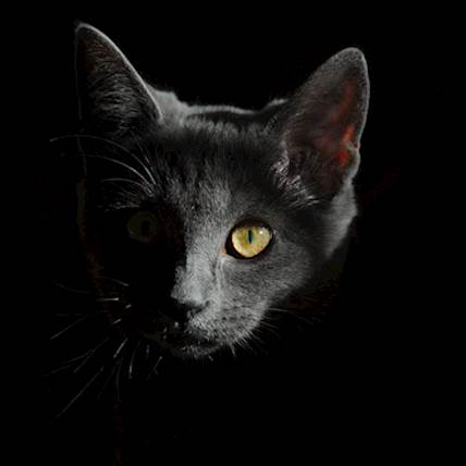 Liver Toxins in Cats: Diagnosis, Treatment, and Prevention