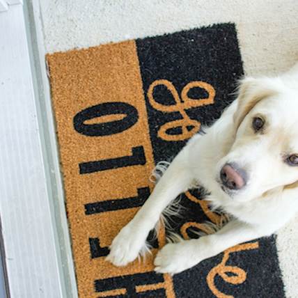 How to Train Your Dog to Use the Pet Door