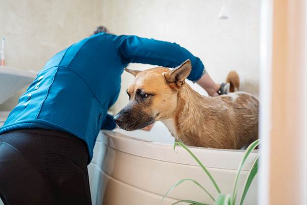 A Comprehensive Guide on How and When to Use Medicated Shampoos for Your Dog