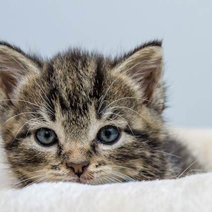Mesothelioma in Cats: A Closer Look