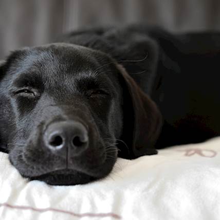 Eclampsia in Dogs: Causes, Symptoms, and Treatment