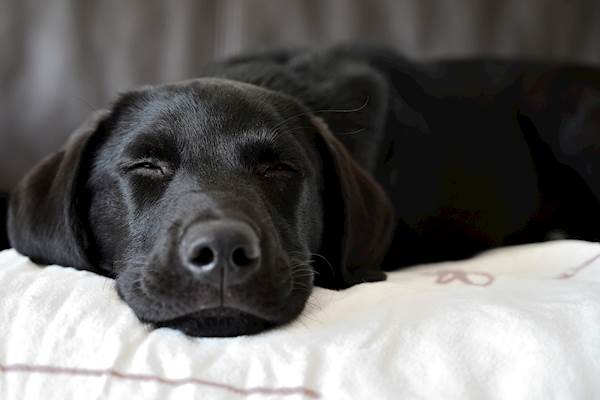 Eclampsia in Dogs: Causes, Symptoms, and Treatment