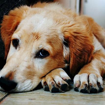 Appetite Loss in Dogs in Foster Homes: Reasons, Treatment, and More