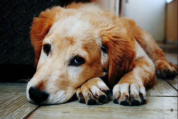 Appetite Loss in Dogs in Foster Homes: Reasons, Treatment, and More