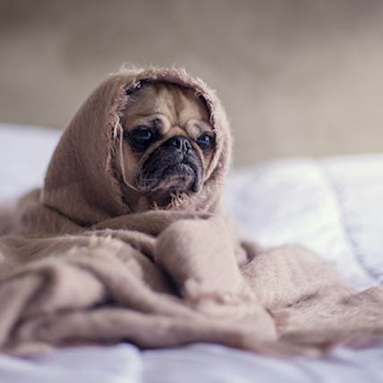Itchy Canine Skin in Winter: How to Help Your Pet Dog