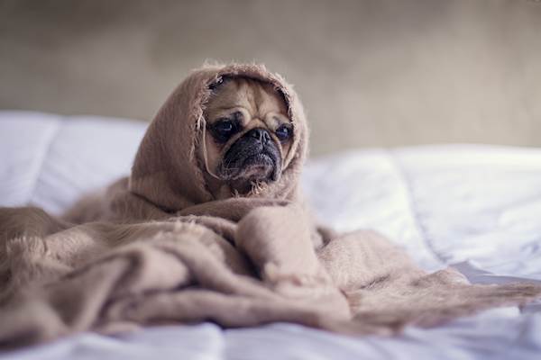 Itchy Canine Skin in Winter: How to Help Your Pet Dog