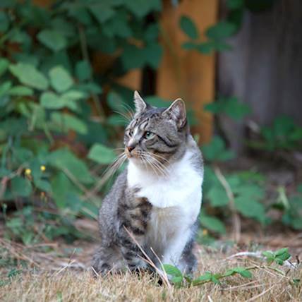 Feline Aspergillosis: A Closer Look | PetCareRx