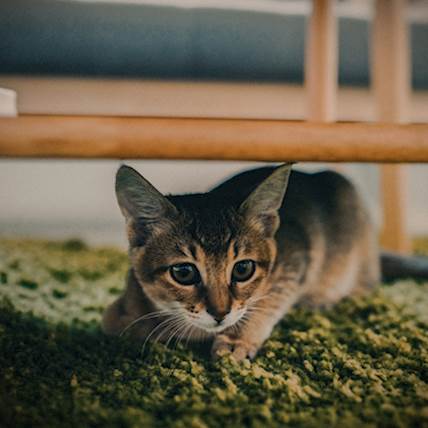 Umbilical Hernia in Cats: A Detailed Overview