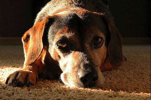 Serious Health Conditions in Aging Dogs That Are Often Life-Threatening