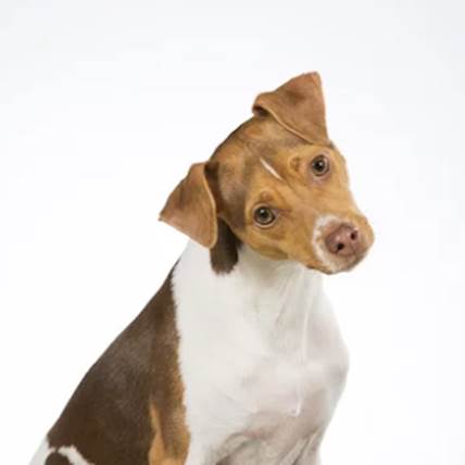 Skin Tags On Your Dog