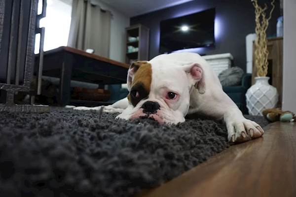 How to Know If Your Dog Is Depressed? How to Get Him Out of It?
