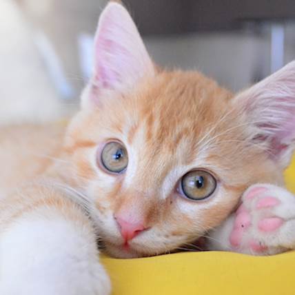 Image for Twisting of the Spleen (Splenic Torsion) in Cats