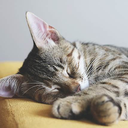 Feline Oral Tumors: Causes, Symptoms, and Treatment