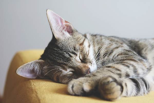 Feline Oral Tumors: Causes, Symptoms, and Treatment